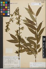 Foto von Salix fragilis L.